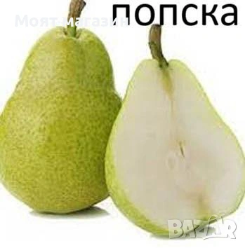 Круша - Селекция от подбрани сортове , снимка 6 - Градински цветя и растения - 53649950