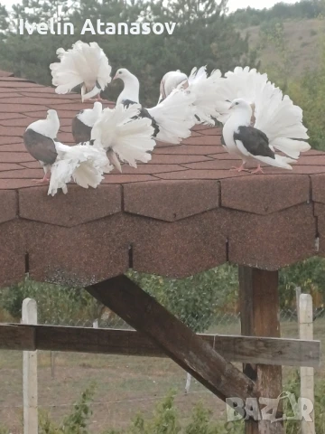Фенерлии, снимка 6 - Гълъби - 50673891