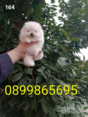 Миниатюрно момиче. Померан. Реални снимки!, снимка 3 - Померан - 53659158