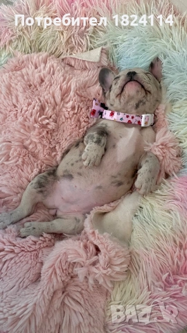 Френски булдог бебе/french bulldog, снимка 4 - Френски булдог - 52840828