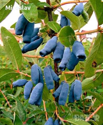 Камчатска(Майска) Боровинка