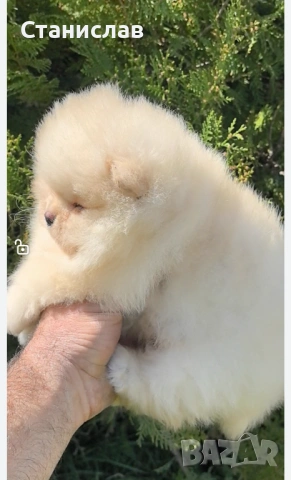 Две момчета , снимка 5 - Померан - 53860658