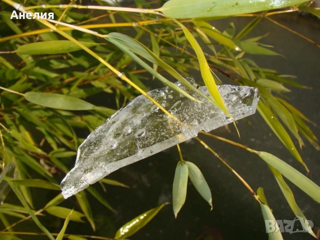 Бамбук зимоустойчив Гол корен , снимка 3 - Градински цветя и растения - 52059655