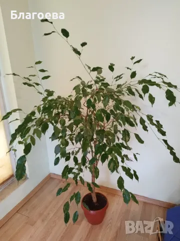 Бенджамин дръвче 