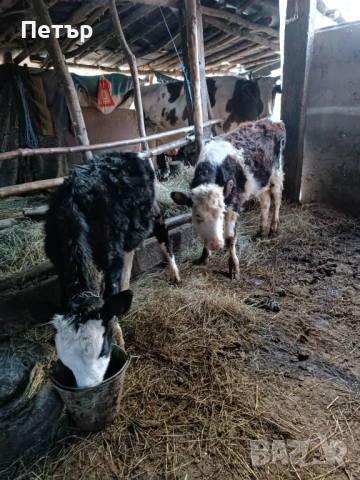 Продавам телета