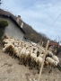 Продавам стадо овце 150бр, снимка 2