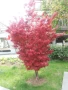 Японски клен - АЦЕР Налични 5 вида Студоустойчиви, снимка 2