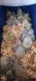 Монашески папагал Ръчно хранени бебета за дохранване или самостоятелни !, снимка 5