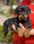 Ротвайлери , снимка 1