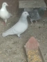 Свободни гълъби 100 бр.Пощи Ардезио гълъби на въртене , снимка 18