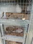 Подарявам шарени и сиви гугутки , снимка 3