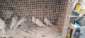 Продавам канари , снимка 6