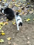 Подарявам две котета , снимка 6
