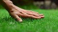 Косене на трева, подрязване на клони и храсти , снимка 1 - Други услуги - 45738904