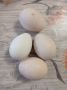 Яйца от индийски пауни, снимка 1 - други­ - 45797412