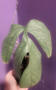 Monstera amidrium, снимка 1 - Стайни растения - 45021743