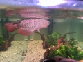 Arowana RTG, снимка 4
