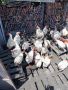 Легхорн кокошки носачки на 1.5г домашно гледани ., снимка 1 - Кокошки и пуйки - 45995189