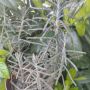 Комплект кактус и каланхое делагоенсис , снимка 1 - Стайни растения - 45686958