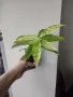 Драцена, Dracaena surculosa Mike, снимка 2