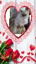 Персийски дългокосместа хималайски колорпойнт сини очи женско и мъжко малки котета разкошни любимци!, снимка 5