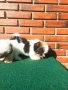 Кученца шитцу, снимка 6