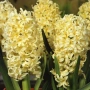 🌸🌿💞 Зюмбюл в саксия (Hyacinthus), снимка 13