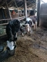 Продавам телета, снимка 1