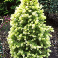 Канадски Смърч ”Дейзи Уайт” / Picea glauca ’Daisy’s White’, снимка 4 - Разсади - 45012798