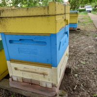 полистиролни кошери с пчели , снимка 3 - За пчели - 45483678