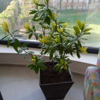 дафиново дръвче, снимка 6 - Стайни растения - 45125529