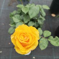 Rosa whelou жълта роза, снимка 2 - Градински цветя и растения - 45842015