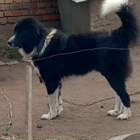 Продавам кученца от породата Българска овчарка , снимка 3 - Каракачанска овчарка - 44973662