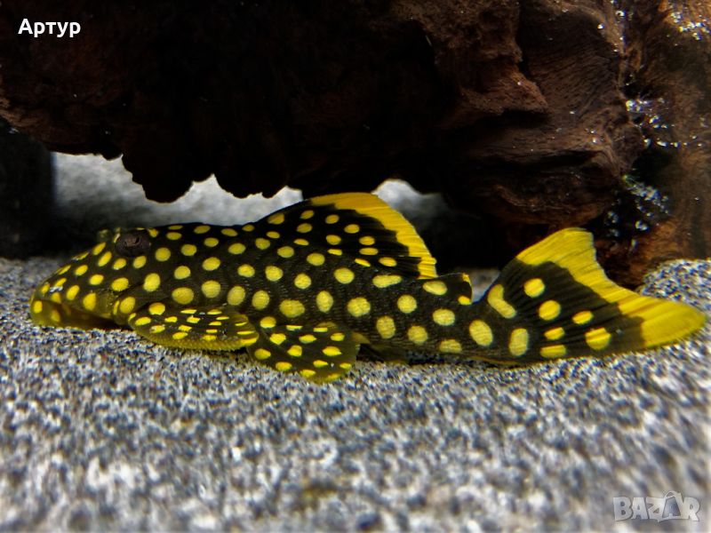 Gold Nugget Pleco L018, снимка 1