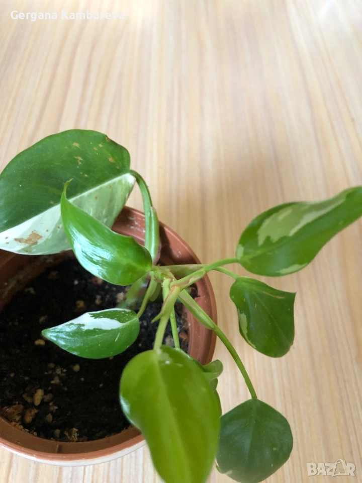 Philodendron White Princess , снимка 1