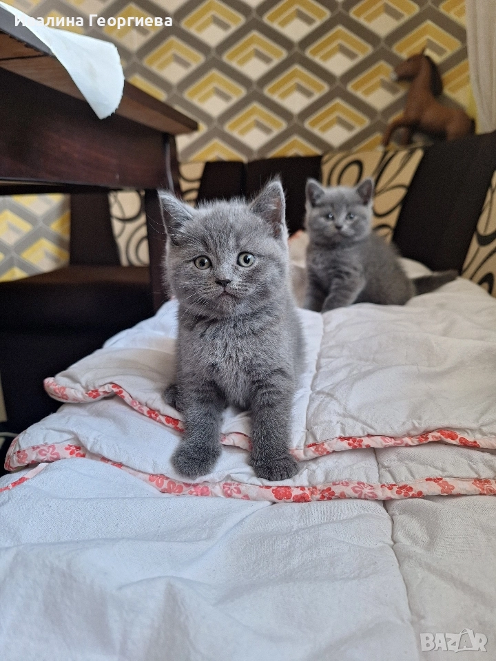 британска късокосместа, снимка 1