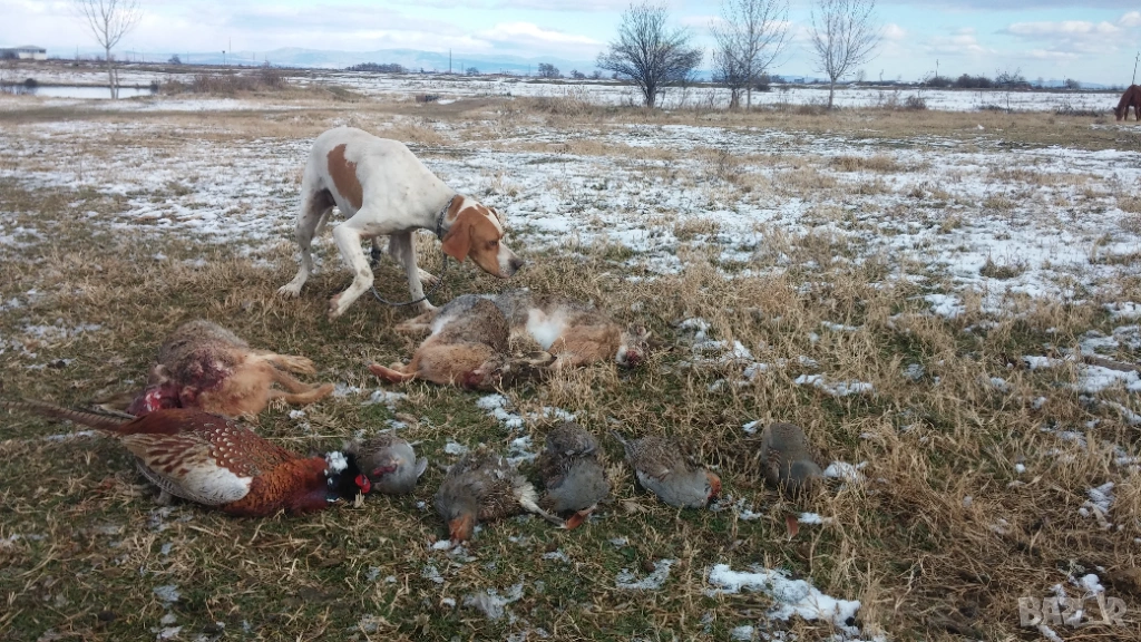 Пойнтер обучен за лов , снимка 1