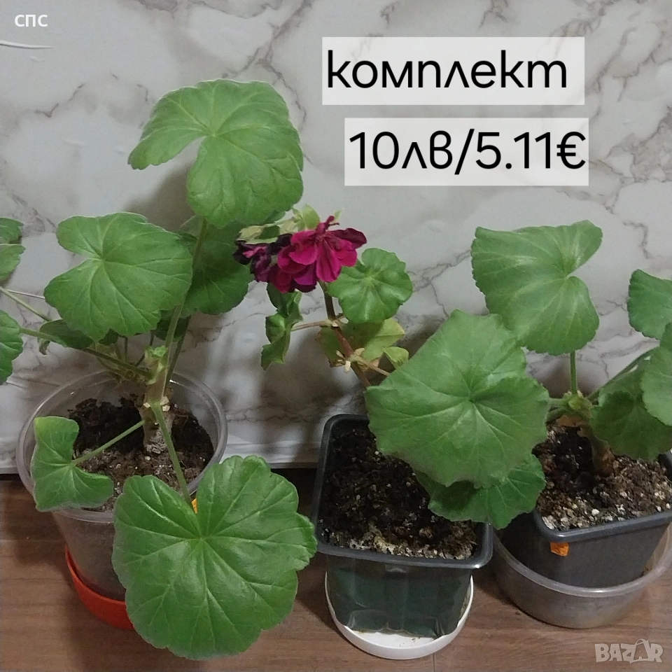 комплект мушкато , снимка 1