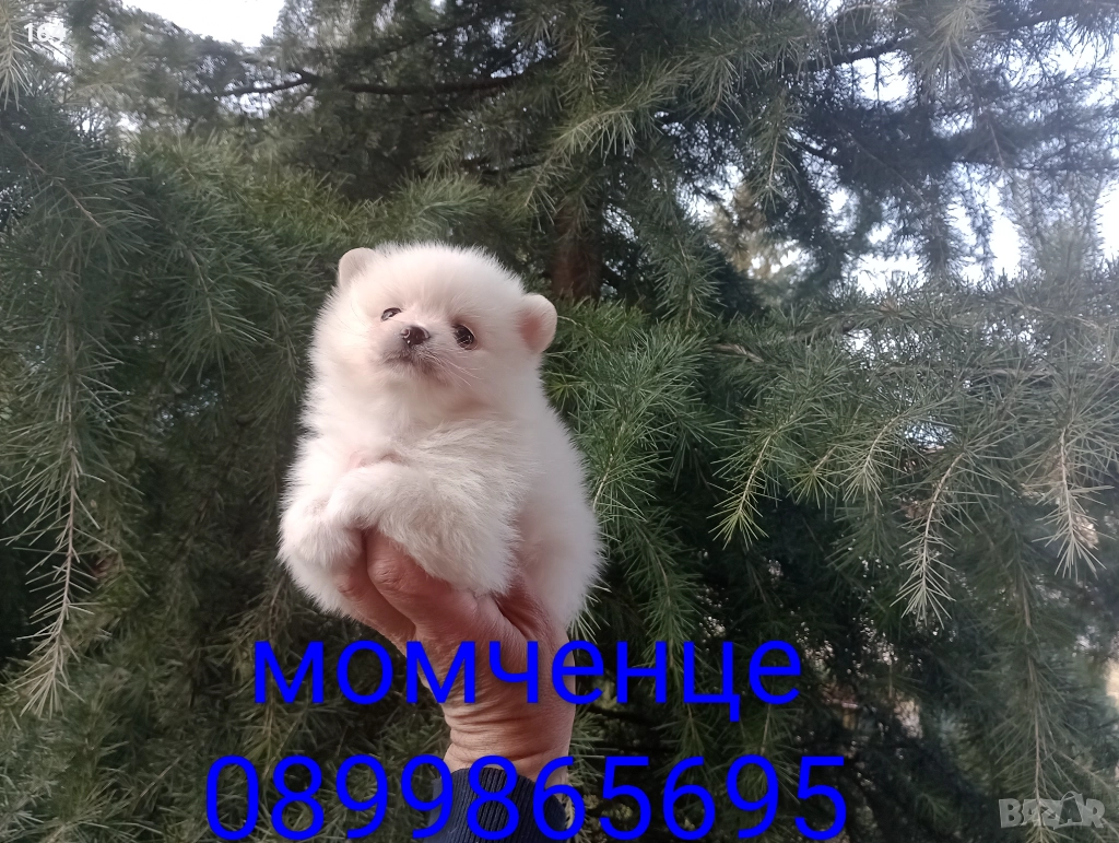 Бели мъжки и женски Померани.  Реални снимки от 02.01.26 г. , снимка 1