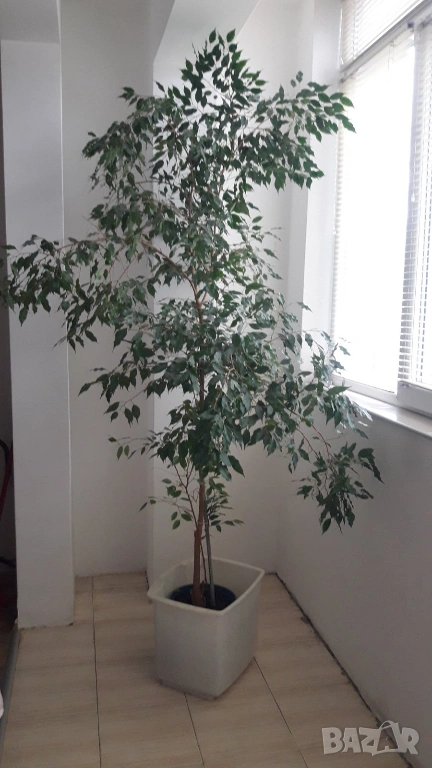 Много красиво дърво над 2 метра, снимка 1