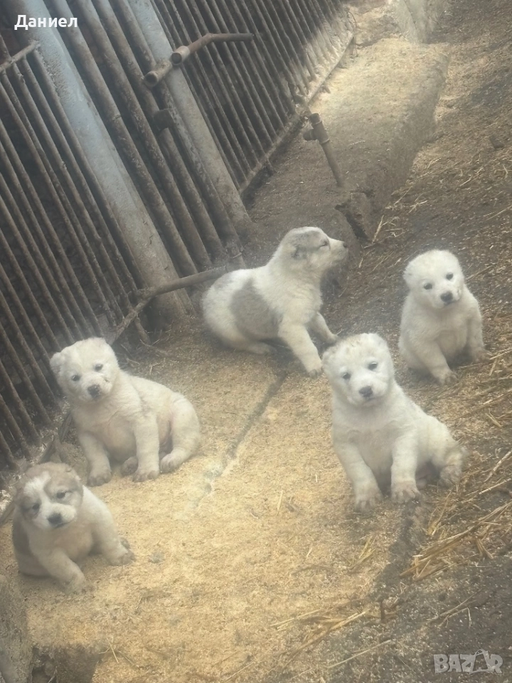 Алабай на 45дни, снимка 1