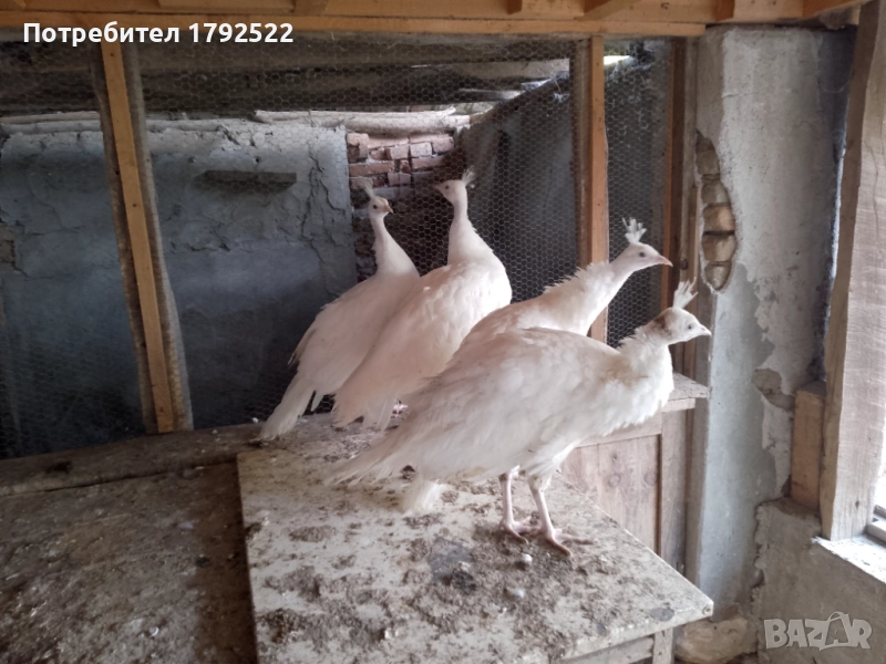 Бели пауни 2025 , снимка 1