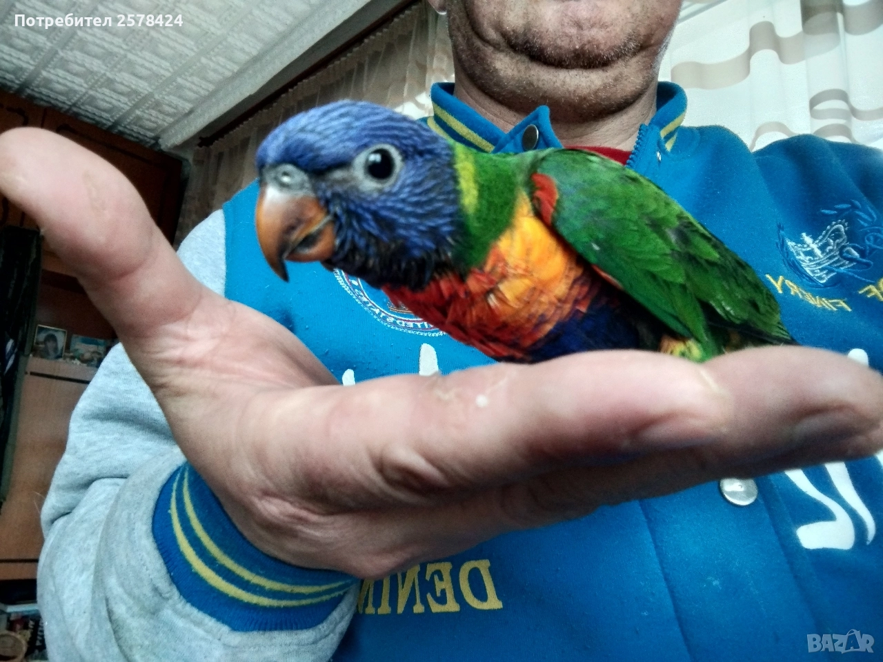 Продавам ръчно хранено многоцветно Лори, снимка 1