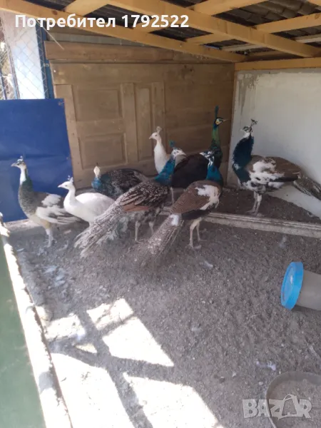 Пауни различни цветове-договаряне, снимка 1