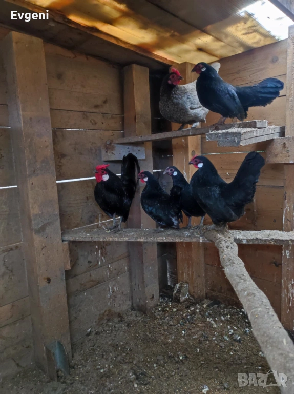 Розкомб, снимка 1