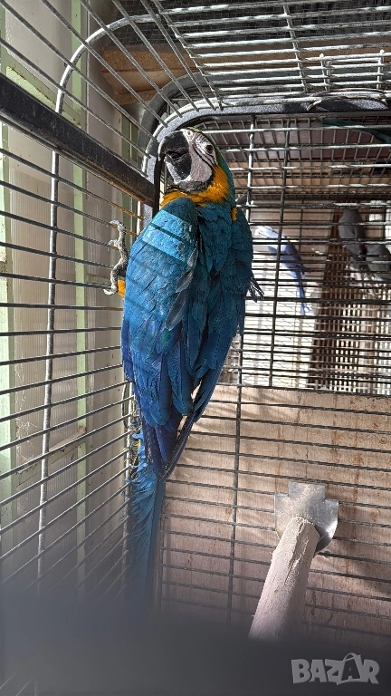 Синьо Жълта женска Ара, снимка 1