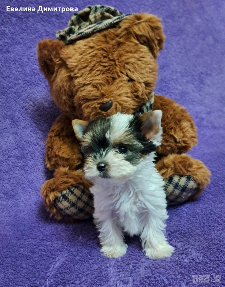 Yorkshire terrier biewer girl, снимка 1