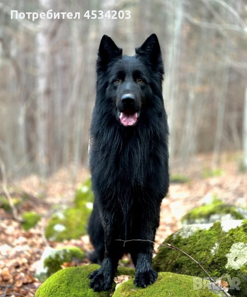 немска овчарка / НОК, снимка 1