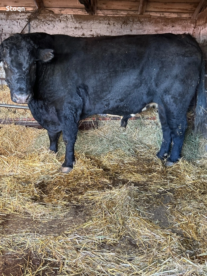 Продавам Мъжки Телета, снимка 1