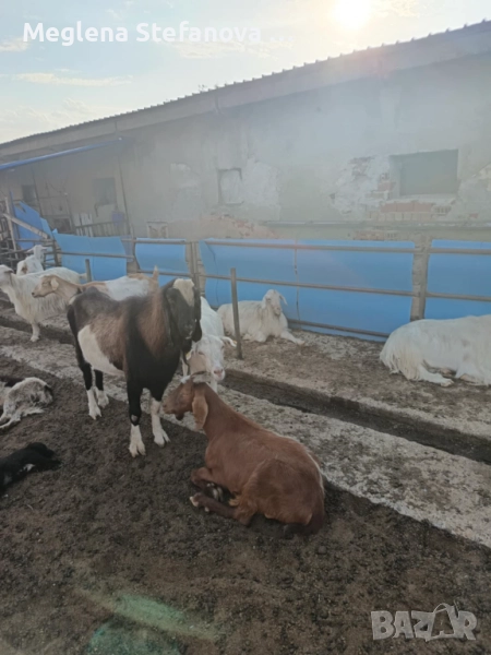 Продавам пръч на 3 години за разплод, Област Сливен, цена по договаряне, снимка 1